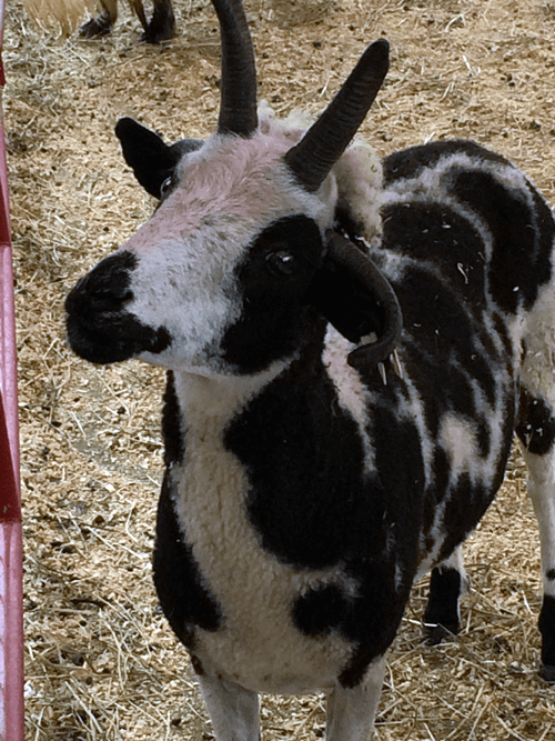 Limerick Mills Animal Hospital Veterinarians serving Limerick, ME Home